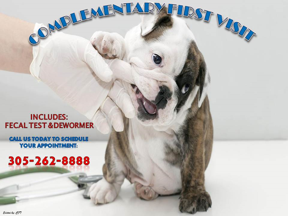 Animal Clinic of Miami Dade | 2134 Ludlam Rd, Miami, FL 33155, USA | Phone: (305) 262-8888