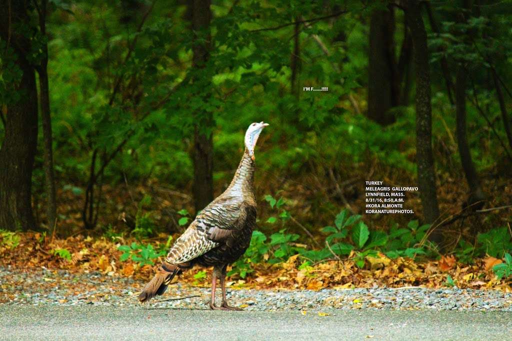 Beaver Dam Brook Reservation | Lynnfield, MA 01940