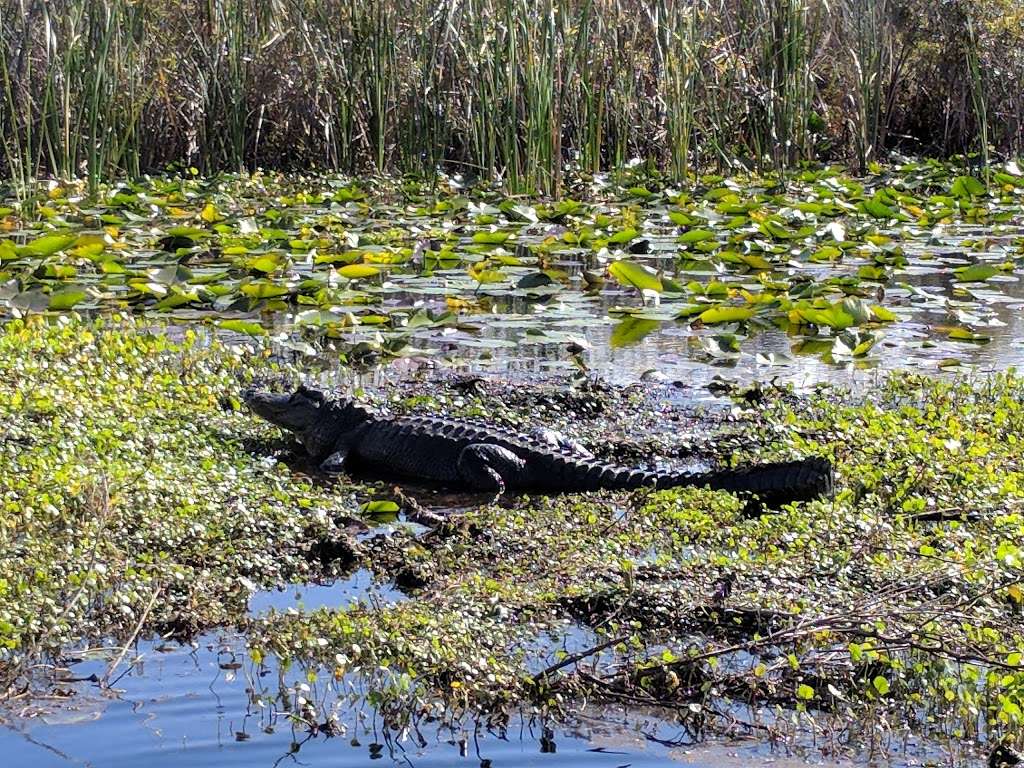 Wicked Airboat Rides | 3702 Big Bass Rd, Kissimmee, FL 34744 | Phone: (407) 498-7047