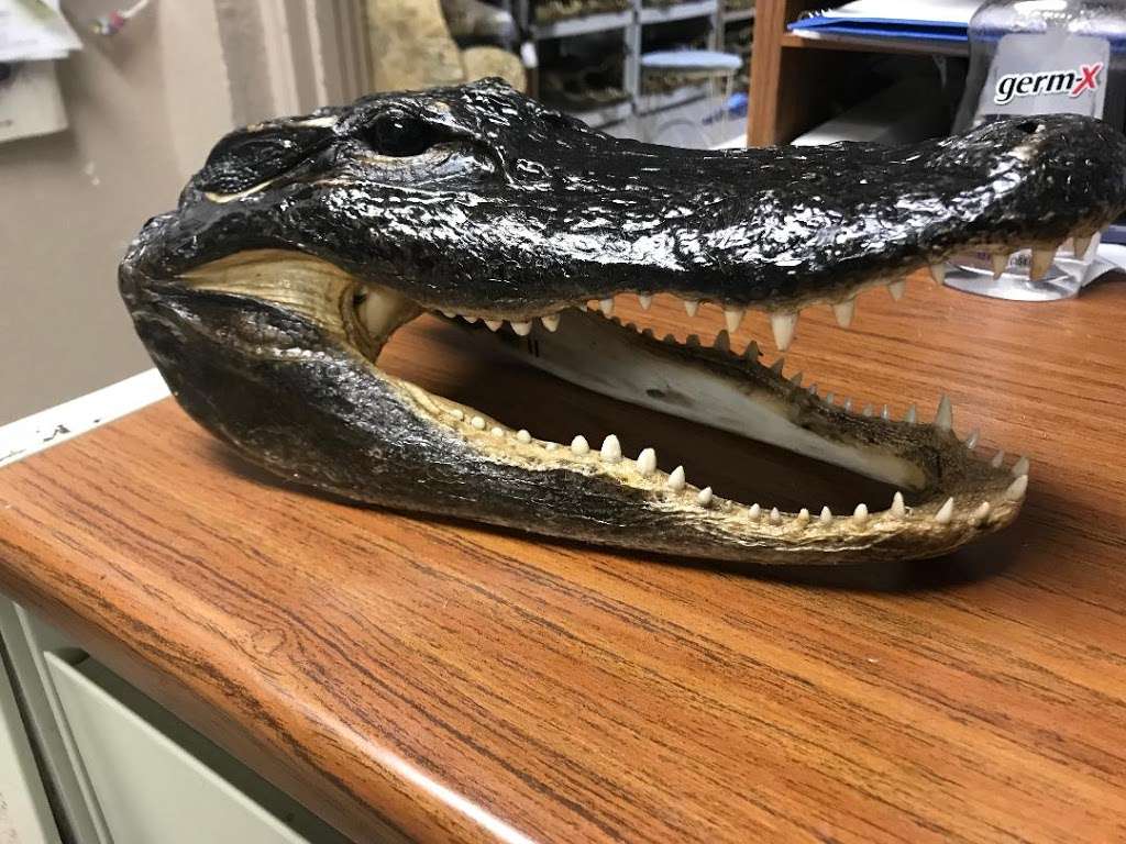 Shaynes Gators | 4835 Co Rd 151, Wildwood, FL 34785, USA | Phone: (352) 748-4142