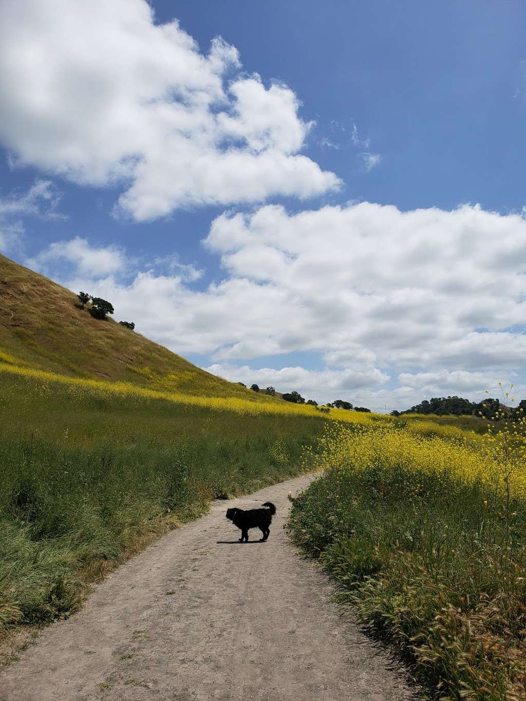 Shell Ridge Open Space | 1035 Castle Rock Rd, Walnut Creek, CA 94598 | Phone: (925) 943-5800