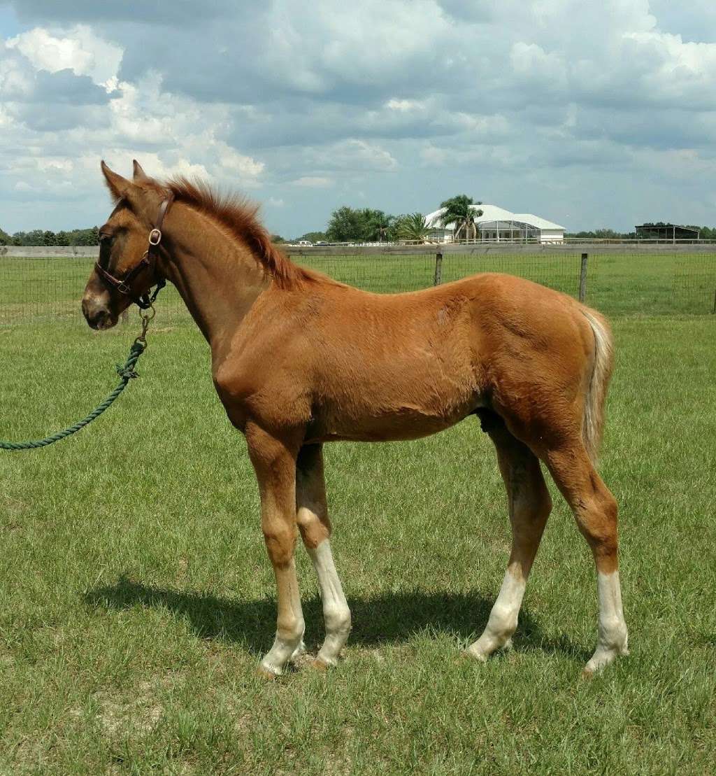 Allan-Clover Sport Horses | 1480 Apt, 13107 Hammock Ridge Rd, Clermont, FL 34711, USA | Phone: (240) 538-2678