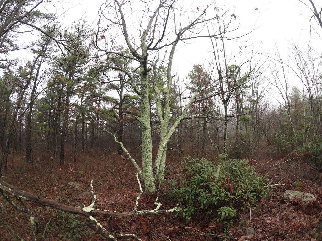 Bears Head Fire Watchtower | Delano, PA 18220, USA