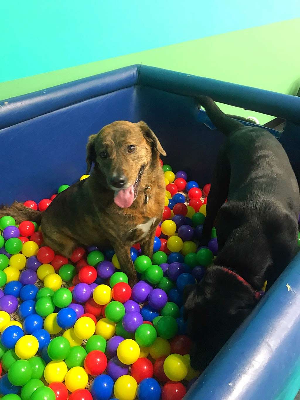 PupVille Doggy Daycare | 483 Amherst St, Nashua, NH 03063 | Phone: (603) 864-0297