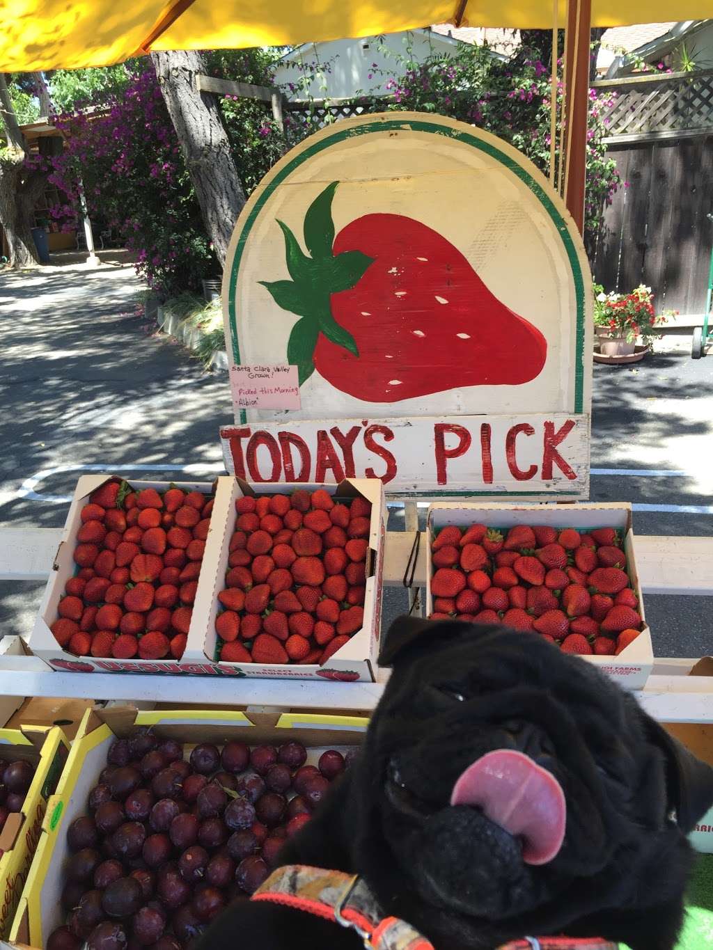 Cornucopia Fruit Stand | 14288 Winchester Blvd, Los Gatos, CA 95032 | Phone: (408) 374-6453