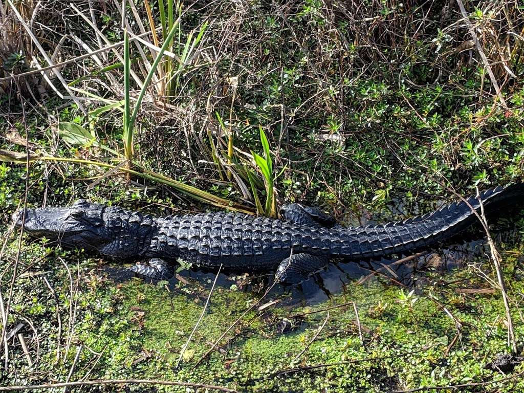 Marsh Landing Adventures / Orlando Airboat Tours | 2830 Neptune Rd, Kissimmee, FL 34744, USA | Phone: (407) 572-3561