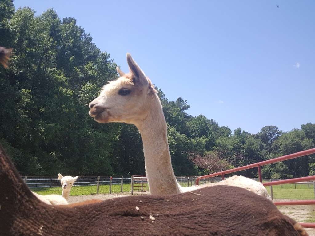 TaCaCo Alpacas | 28494 Fire Tower Rd, Laurel, DE 19956, USA | Phone: (302) 236-7950