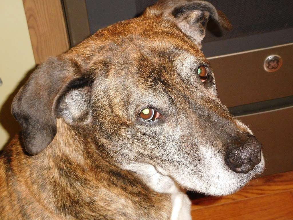 Linwood Pet Hospital | 535 Maple Ave, Linwood, NJ 08221, USA | Phone: (609) 926-5300