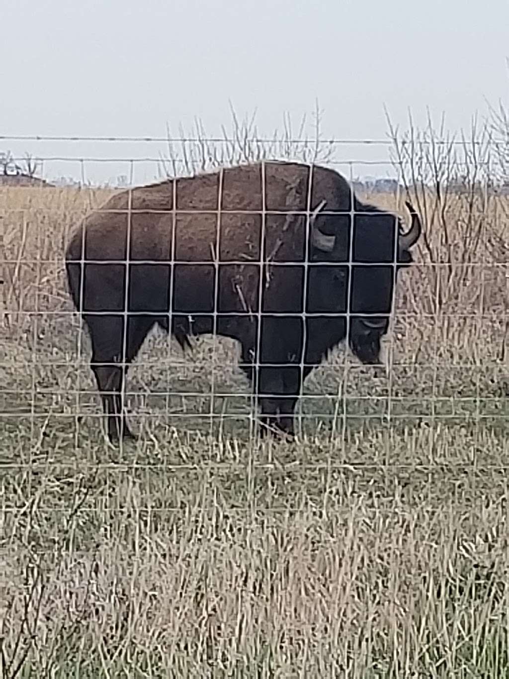 Kankakee Sands Bison Viewing | 3294 US-41, Morocco, IN 47963, USA | Phone: (219) 285-2184