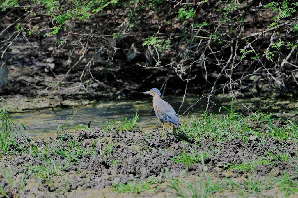 Warbler Woods Bird Sanctuary | 19349 Old Wiederstein Rd, Cibolo, TX 78108, USA | Phone: (210) 602-8621