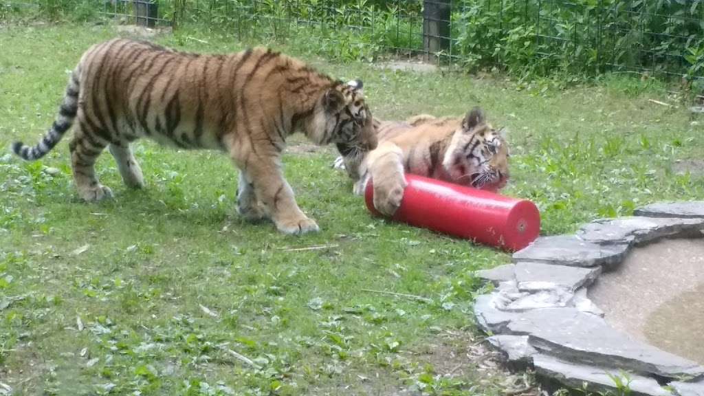 Cohanzick Zoo | 45 Mayor Aitken Dr, Bridgeton, NJ 08302, USA | Phone: (856) 453-1658
