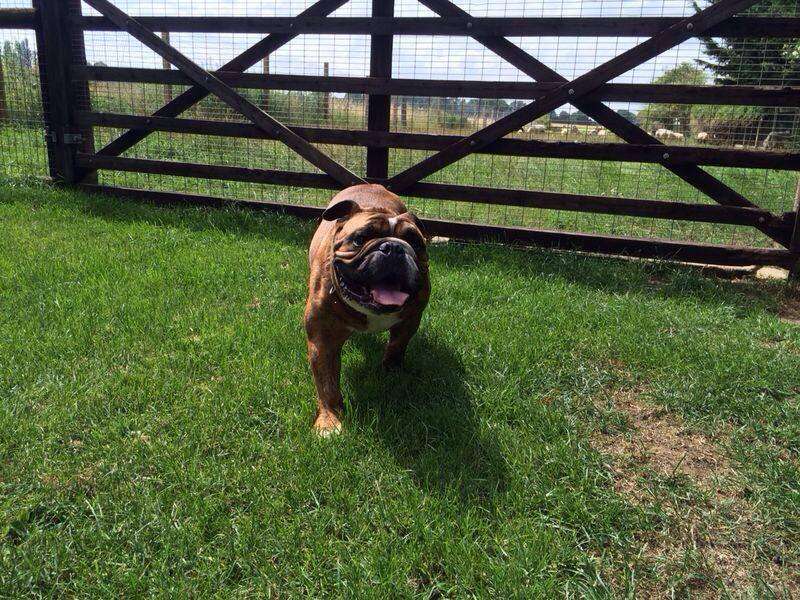 Chalet Kennels | New Farm Dr, Abridge, Romford RM4 1BU, UK | Phone: 01992 813088