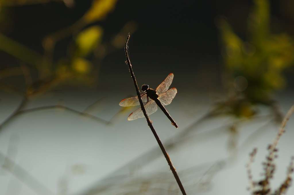 Trinity Forest Trail | Trinity Forest Trail, Dallas, TX 75241, USA