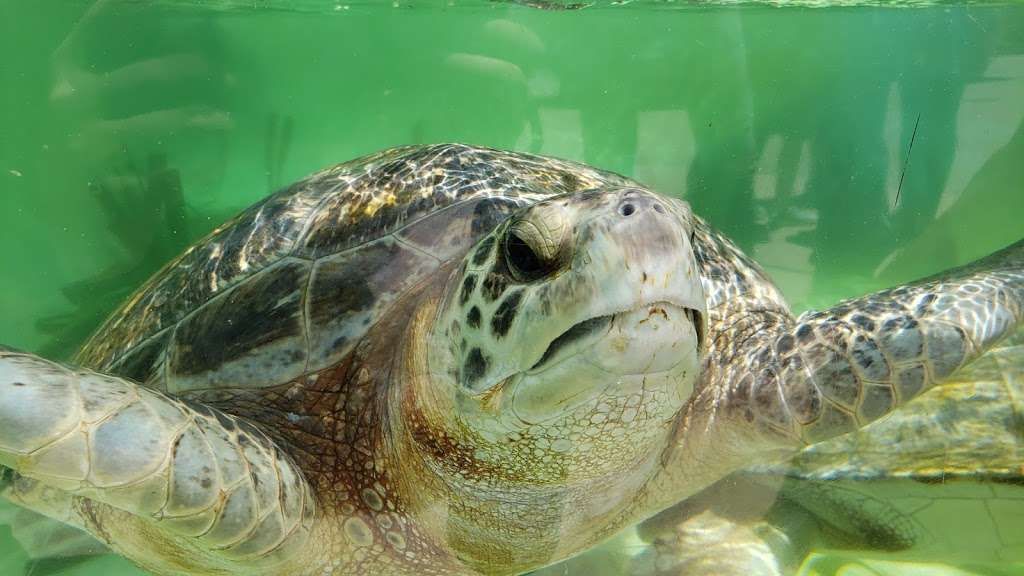 San Diego Bay National Wildlife Refuge | 1080 Gunpowder Point Dr, Chula Vista, CA 91910, USA | Phone: (619) 476-9150
