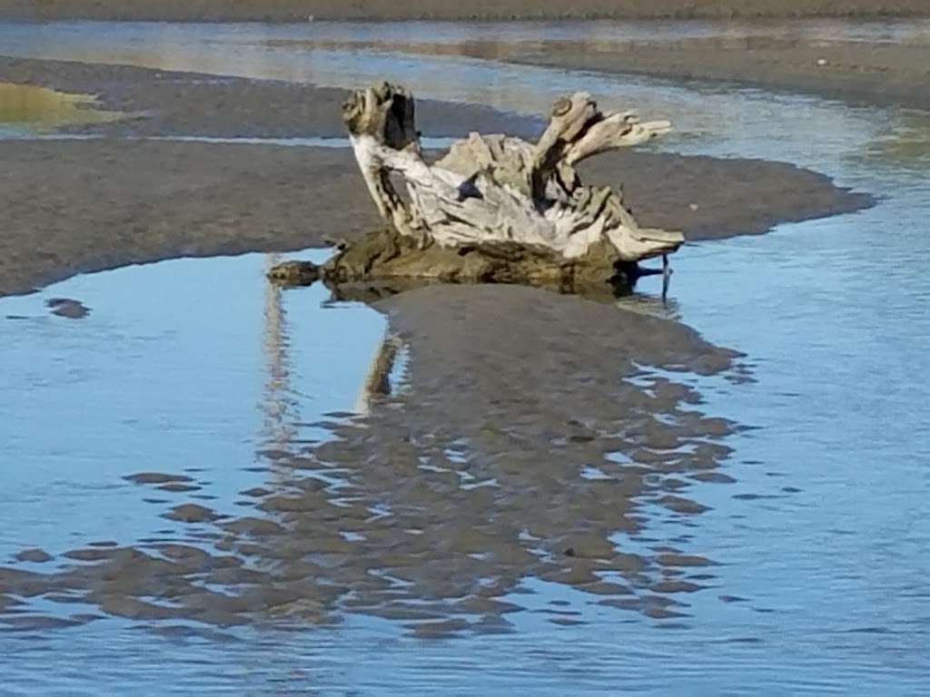 Crissy Field Marsh | Golden Gate Promenade, San Francisco, CA 94129, USA | Phone: (415) 561-4323