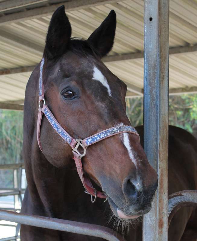 FLORIDA RESEARCH INSTITUTE for EQUINE NURTURING DEVELOPMENT and  | 19801 Sheridan St, Southwest Ranches, FL 33332 | Phone: (954) 492-0168