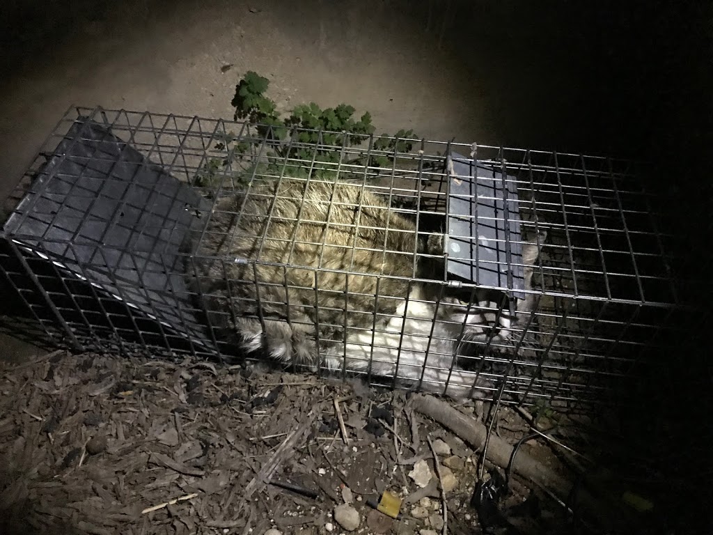 High Sierra Evolved Pest Control | 7235 Burns Way, San Antonio, TX 78250, USA | Phone: (210) 355-9350 High Sierra Evolved Pest Control | 7235 Burns Way, San Antonio, TX 78250, USA | Phone: (210) 355-9350