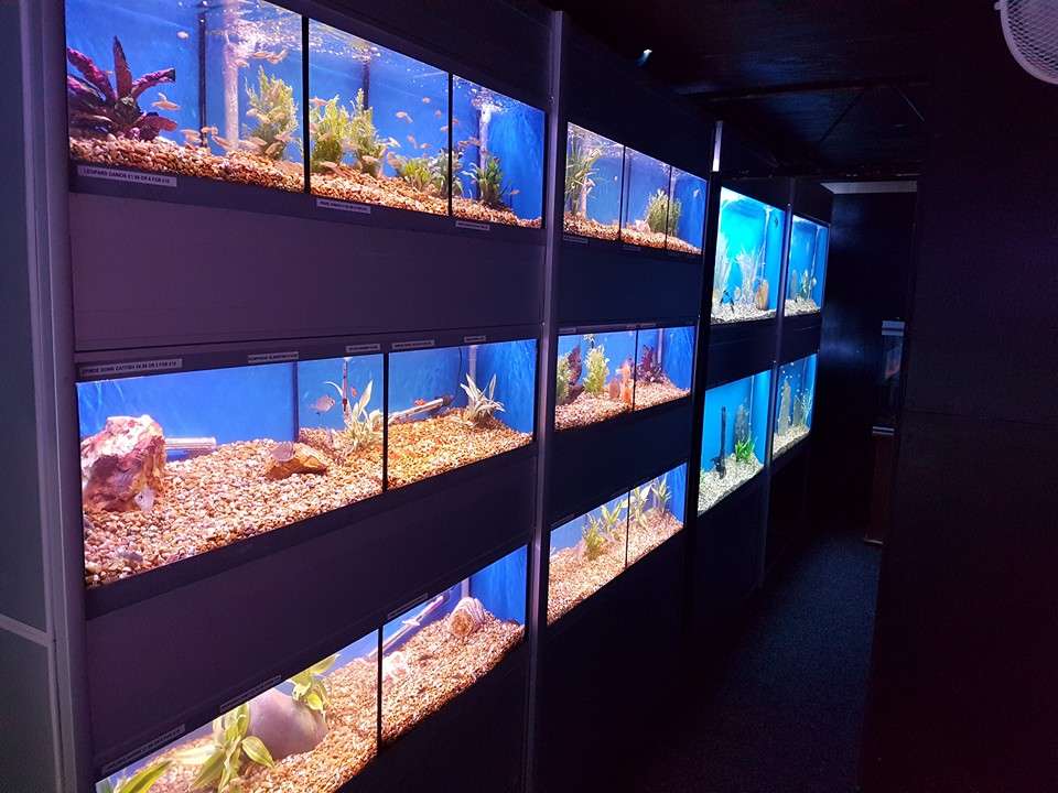 Ocean Marine Aquatics | Unit 14,, Culver Garden Centre,, Crews Hill, Enfield, Middlesex EN2 0DS, UK | Phone: 020 8363 5534