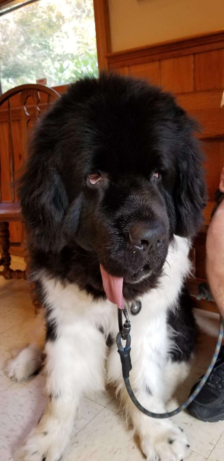 Framingham Animal Hospital Inc | 1415 Edgell Rd, Framingham, MA 01701, USA | Phone: (508) 877-0900