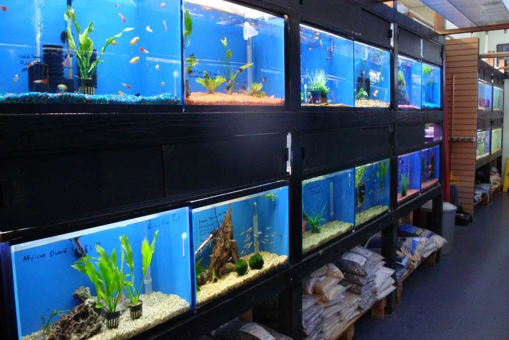 Trekkers Tropical Fish | 22547 Hawthorne Blvd, Torrance, CA 90505, USA | Phone: (424) 888-9858