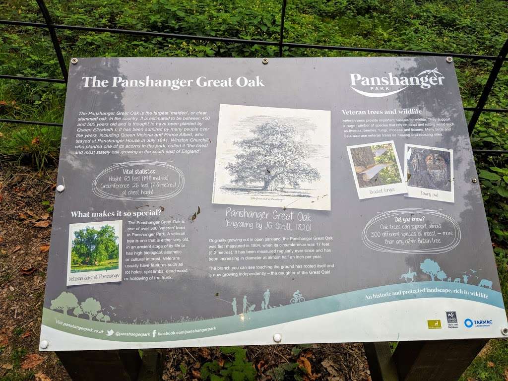 The Panshanger Great Oak | Hertingfordbury, Hertford SG14 2NA, UK