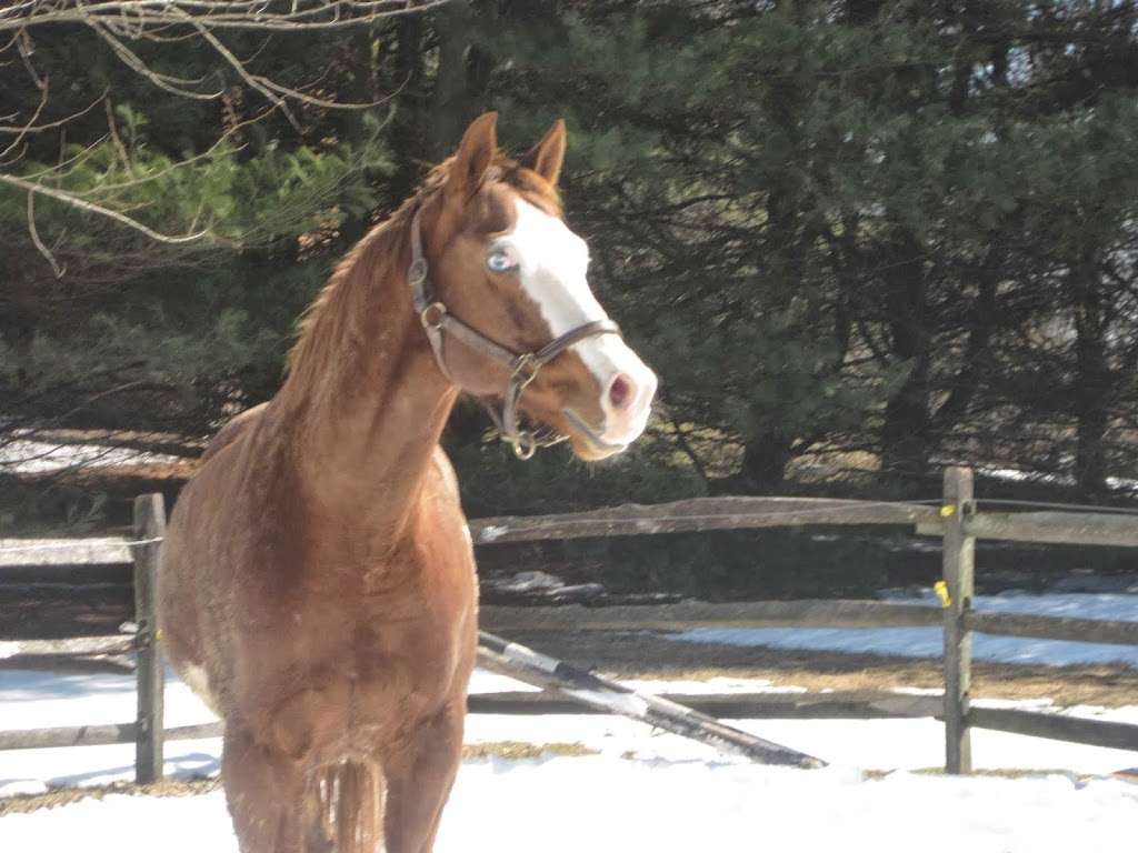 Christines Horse & Critter Care | 1 William Penn Dr, Downingtown, PA 19335, USA | Phone: (484) 883-8476