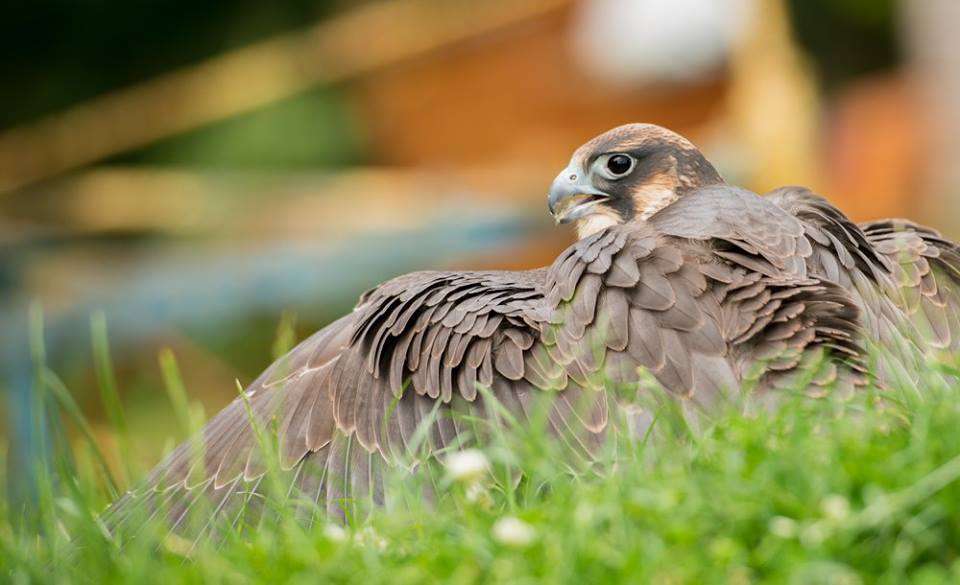 Coda Falconry | Lee Valley Park Farm, Stubbins Hall Lane, Waltham Abbey EN9 2EF, UK | Phone: 07710 969930