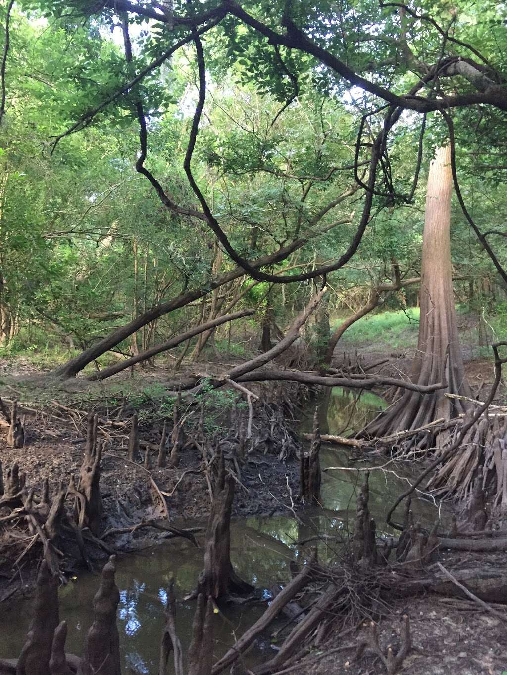 Crickets Corner Scenic View, Trinity River National Wildlife Re | Liberty, TX 77575, USA | Phone: (936) 336-9786