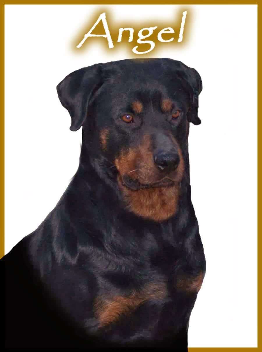 Spirit of Wisdom Rottweiler and Cane Corso | 12691 Rustlers Ridge, Lusby, MD 20657, USA | Phone: (301) 674-9837