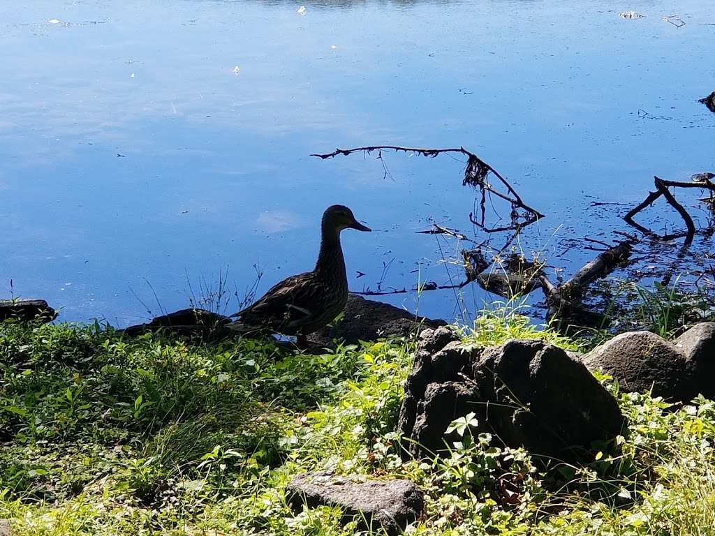 Rockland Lake State Park | 299 Rockland Lake Rd, Valley Cottage, NY 10989, USA | Phone: (845) 268-3020