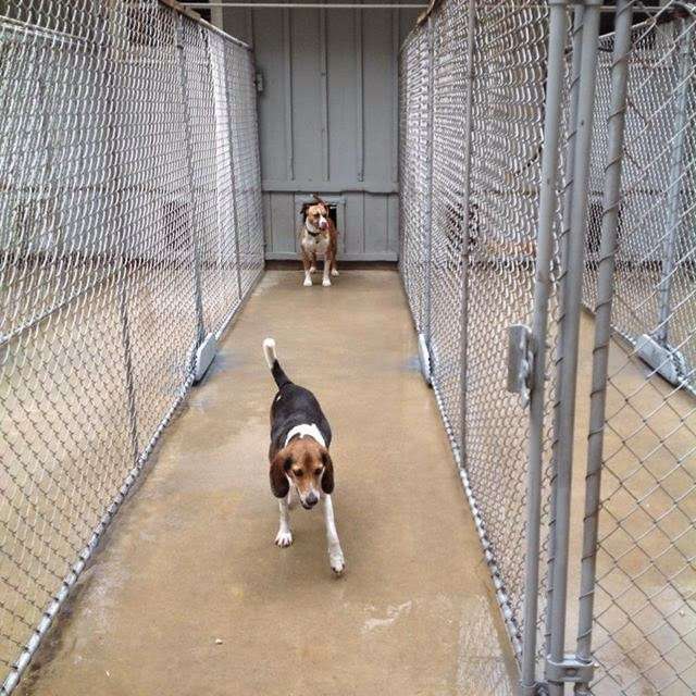 Kokas Kennels Dog- Otel & Cattery | 59 Oxmead Rd, Westampton, NJ 08060, USA | Phone: (609) 267-9029