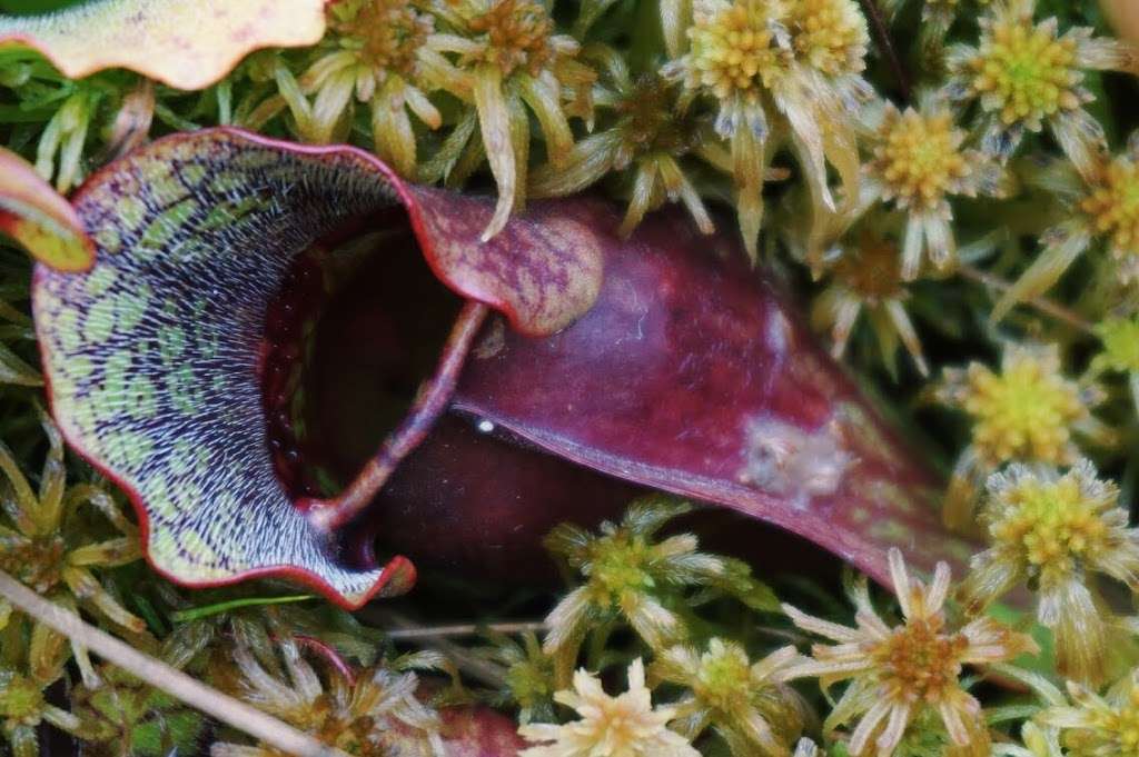 Pinhook Bog | 945 N Wozniak Rd, La Porte, IN 46350, USA | Phone: (219) 395-1882