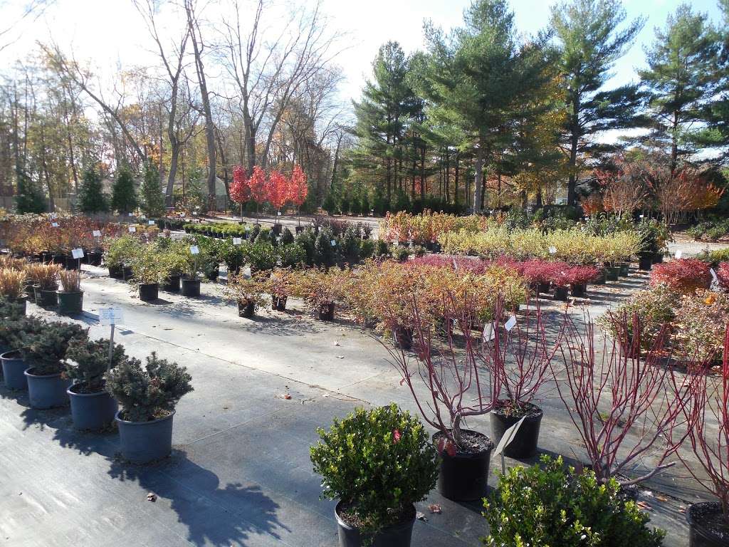 Cinnaminson Nurseries, Inc. | 1717 Ark Rd, Hainesport, NJ 08036, USA | Phone: (856) 829-2859