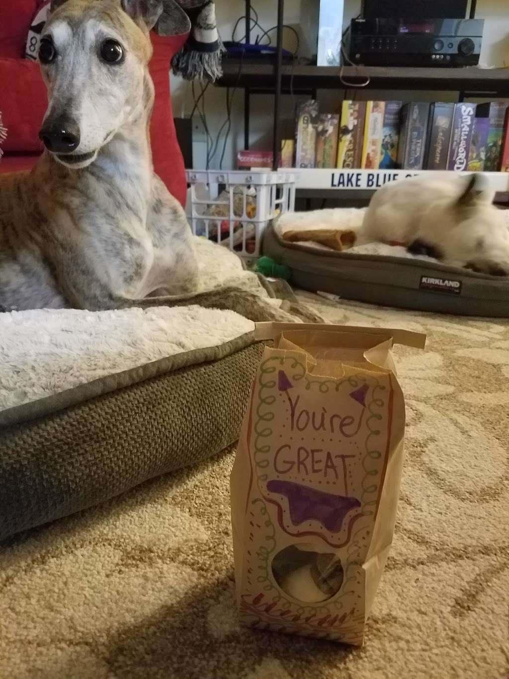 Pet Supplies Plus | 7007 Manchester Blvd, Franconia, VA 22310, USA | Phone: (703) 924-7246