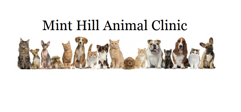 Mint Hill Animal Hospital | 8101 Fairview Rd, Mint Hill, NC 28227, USA | Phone: (704) 545-3422