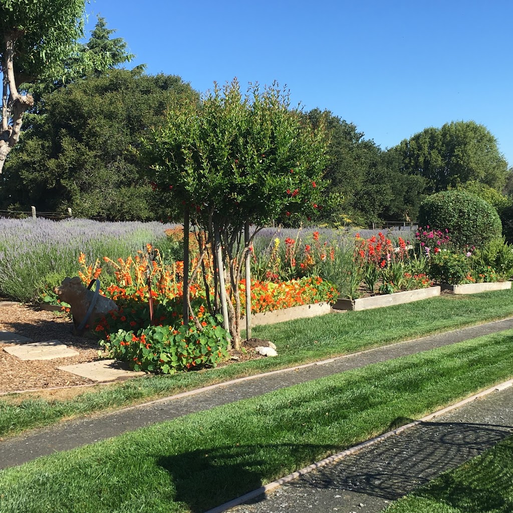 Lavender Bee Farm | 746 Chapman Ln, Petaluma, CA 94952 | Phone: (707) 789-0554