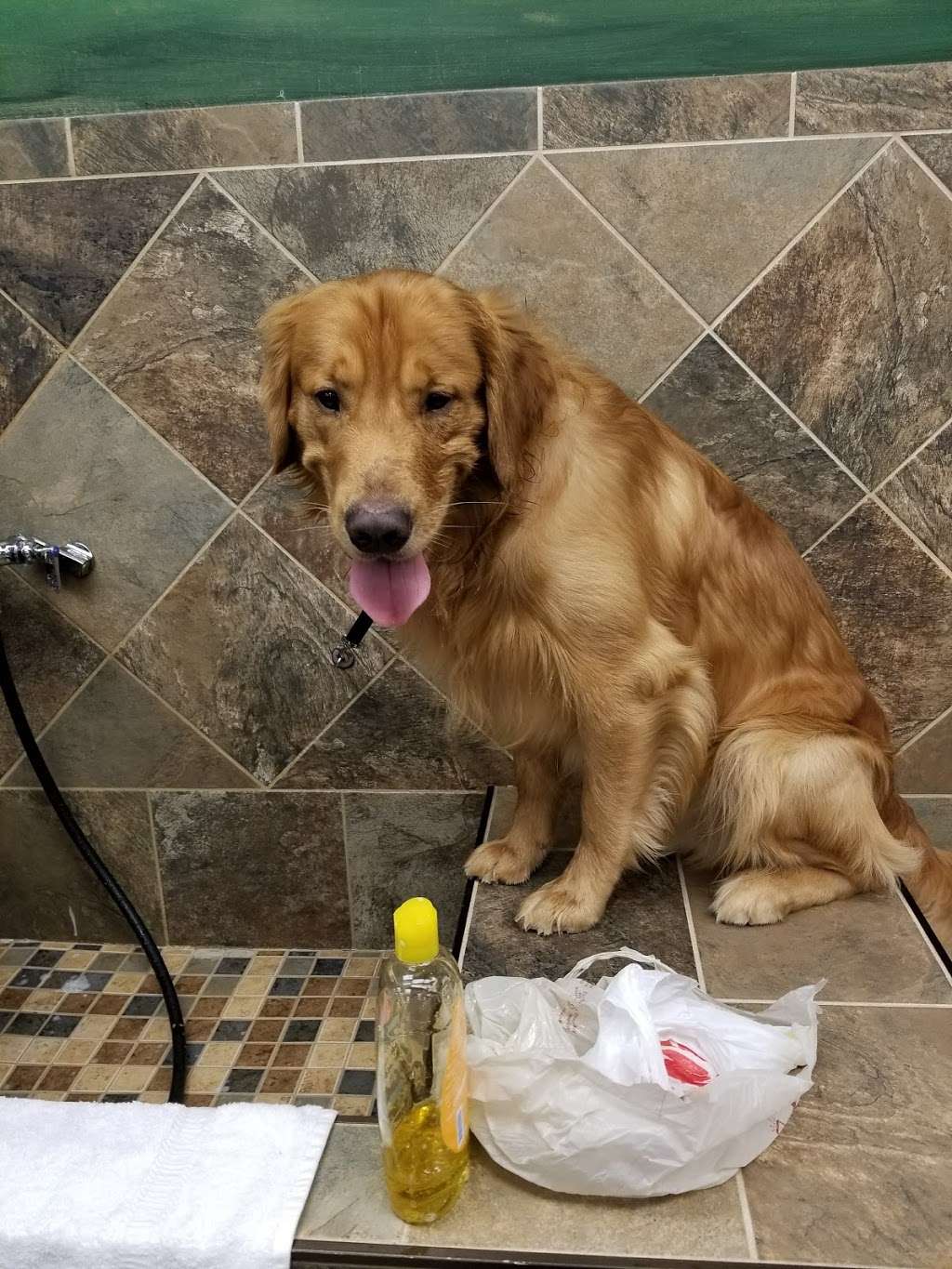 Pet Valu | 104 Baltimore Pike, Springfield, PA 19064, USA | Phone: (484) 479-3428