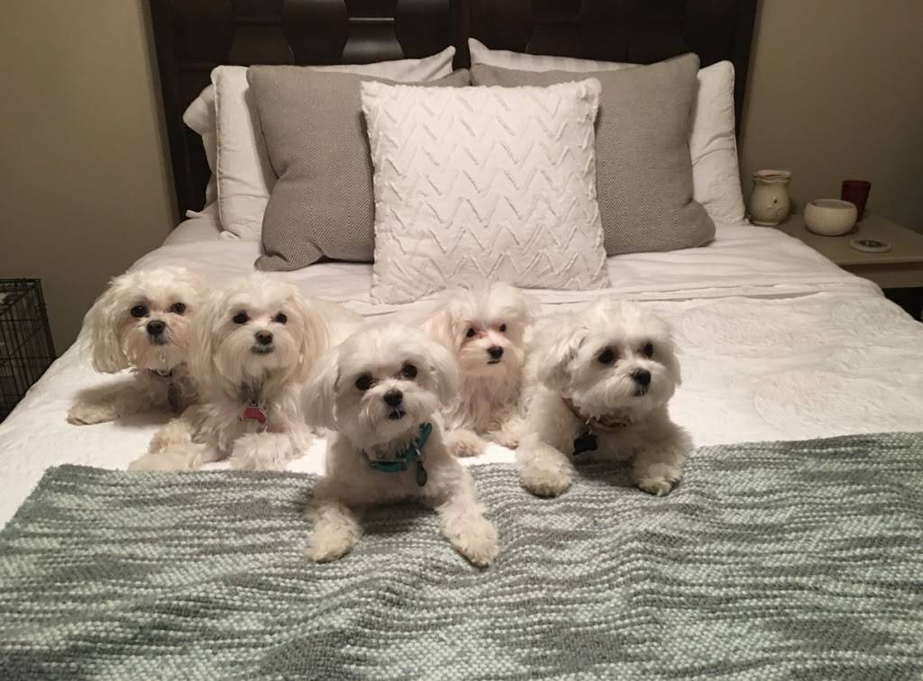 Precious Pups Dog Sitting | 11123 W Hollywood Street, Wichita, KS 67215 | Phone: (316) 290-9697