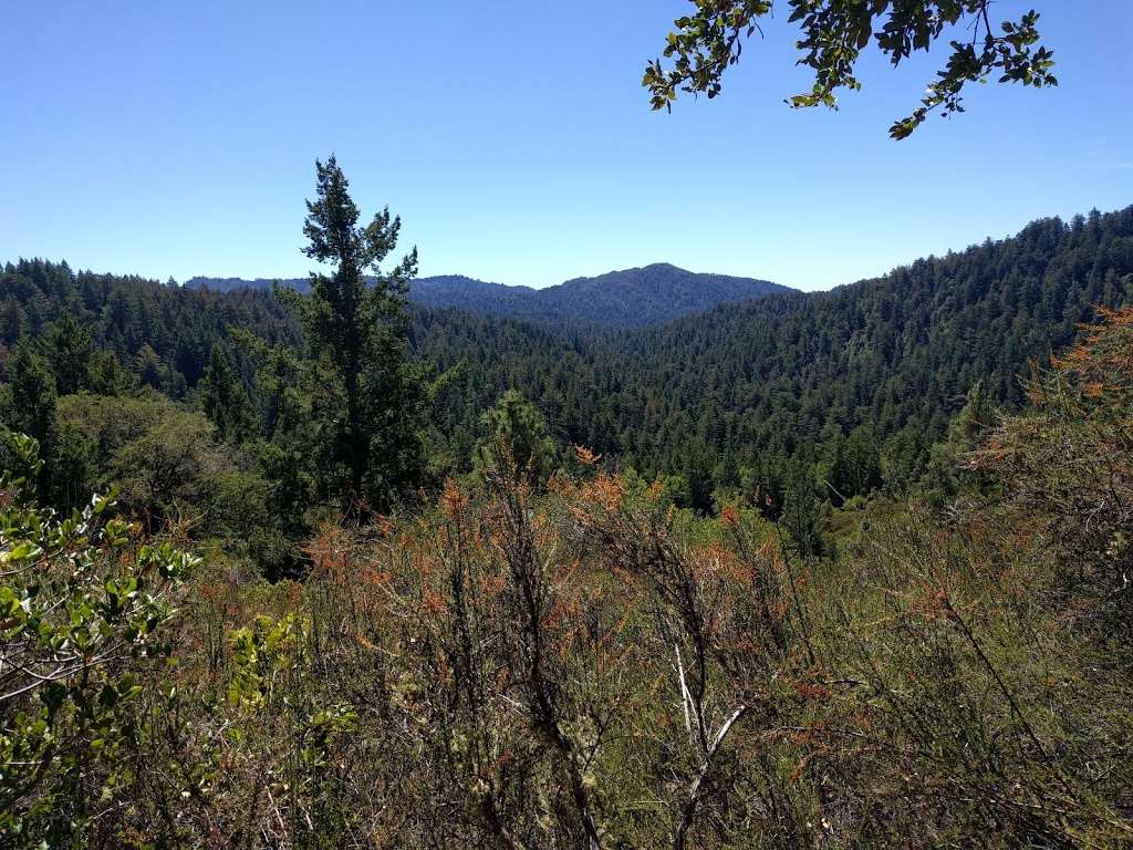 The Grove of Stout-Hearted Wonders | Skyline-to-the-Sea Trail, Boulder Creek, CA 95006, USA