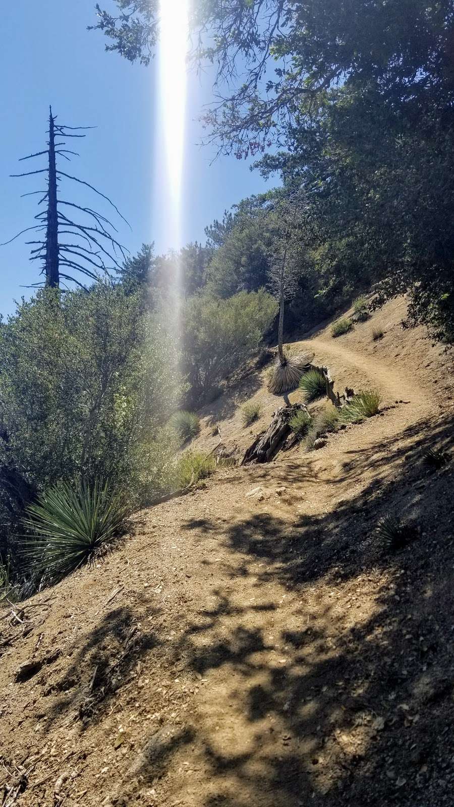 Sturtevant & Rim Trail | Angeles National Forest, Sturtevant Trail, Sierra Madre, CA 91024