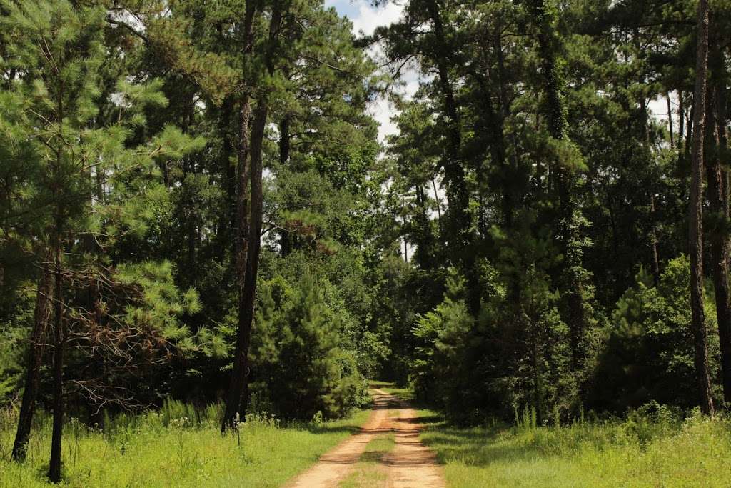WG Jones State Forest Trail Head | Farm to Market Rd 1488, Conroe, TX 77384, USA