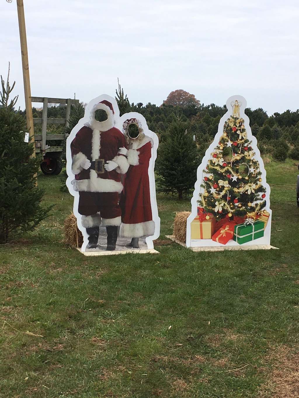 McDermotts Christmas Tree Farm LLC | 130 Roadstown Shiloh Rd, Shiloh, NJ 08353, USA | Phone: (609) 364-4137