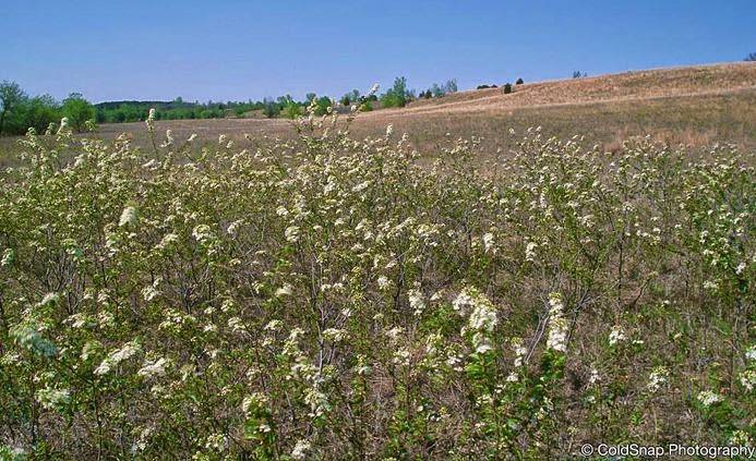 Grey Cloud Dunes SNA | 113th St S, Cottage Grove, MN 55016, USA | Phone: (651) 259-5800