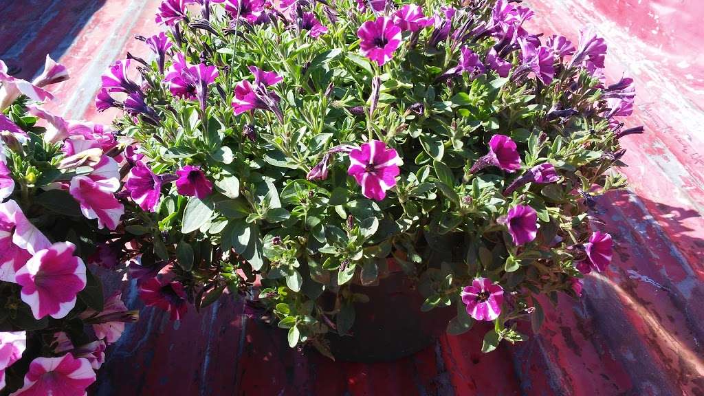 Wilsons Nursery & Garden Center | 925 W Main St, Rock Hill, SC 29730, USA | Phone: (803) 327-6116