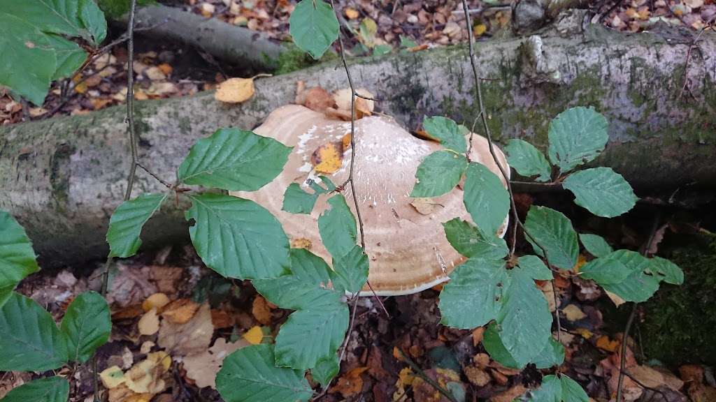 Banstead Wood And Chipstead Downs Nature Reserve | Banstead, Tadworth KT20 6JF, UK