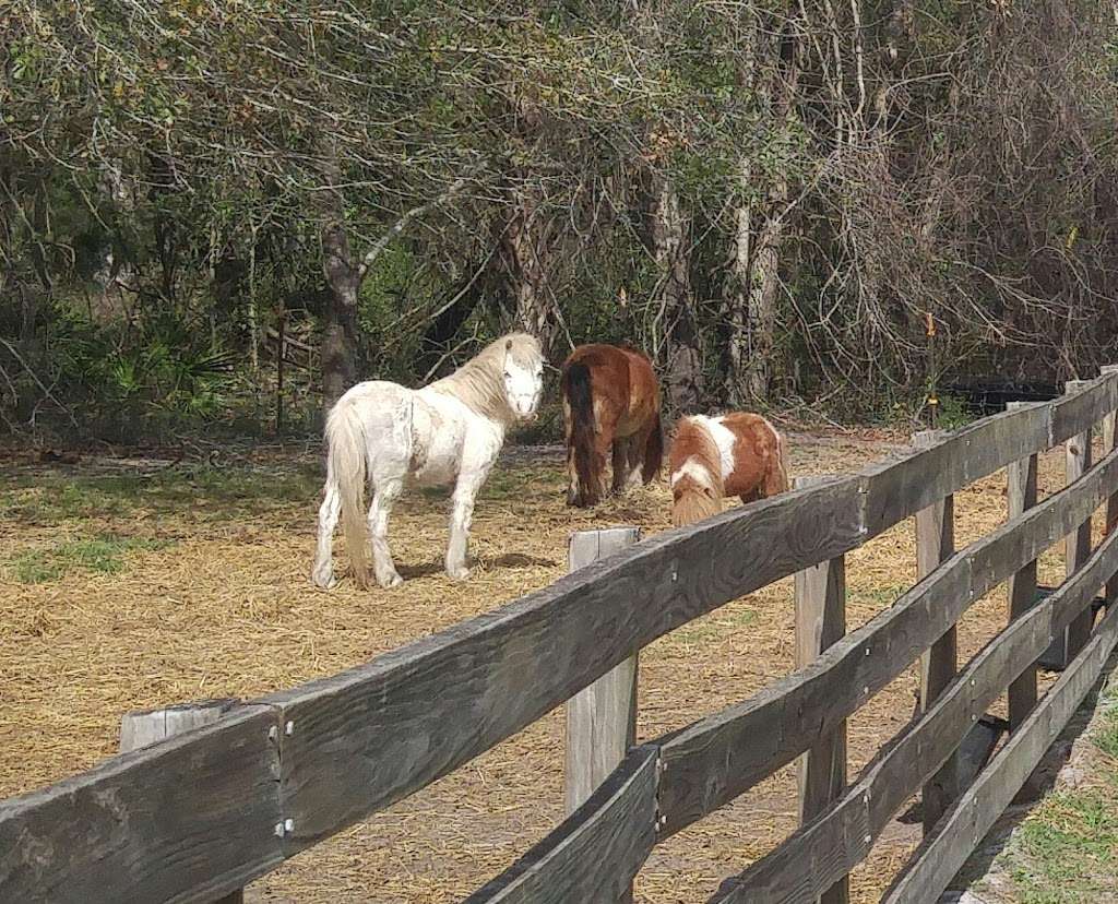 Horse Creek Equestrian Center Inc | 350 E, FL-40, Pierson, FL 32180, USA | Phone: (386) 749-2888