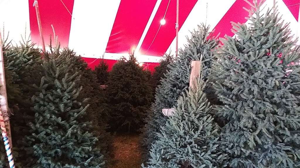 Bgs Christmas tree Farm | hwy 17 and, Georgia St, Bartow, FL 33830, USA | Phone: (863) 800-2874