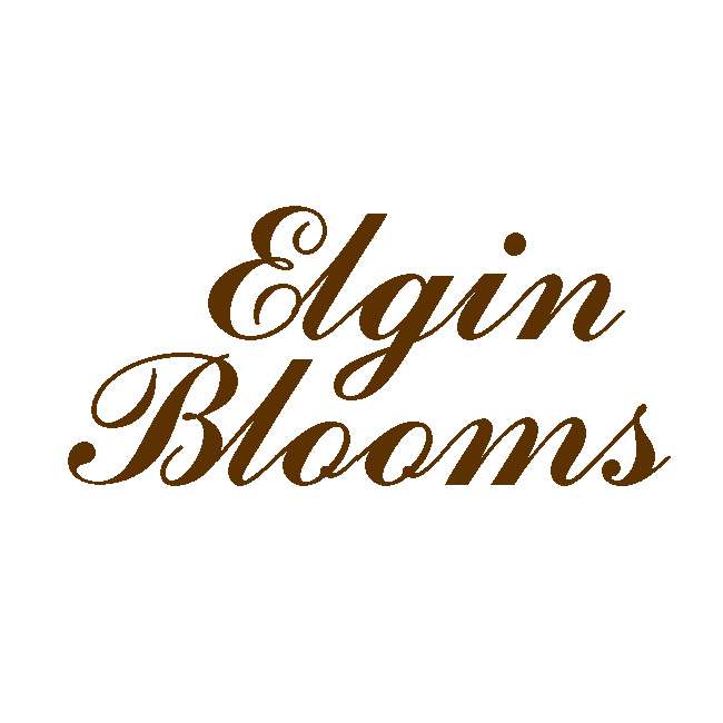 Elgin Blooms Maida Vale | 243 Elgin Ave, Maida Vale, London W9 1NH, UK | Phone: 020 7604 4695