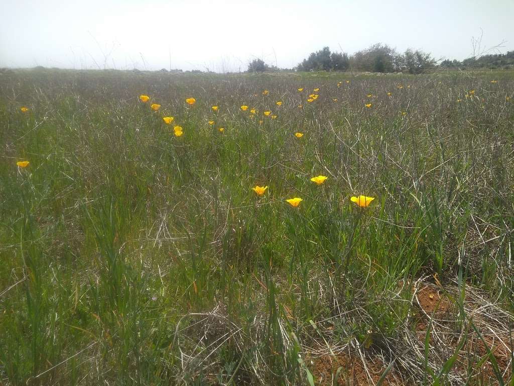 Vernal Pool Trailhead | 43311 Vía Volcano, Temecula, CA 92590, USA | Phone: (951) 677-6951