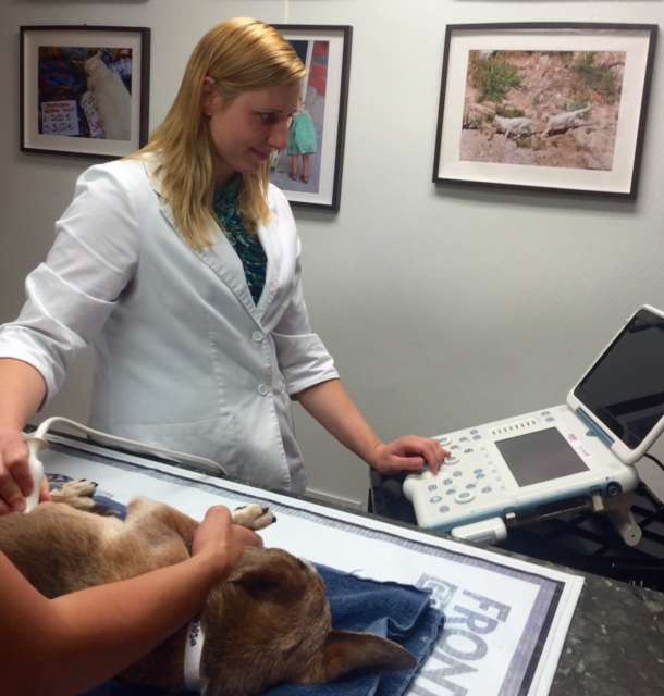 VETERINARY HEART-SOUNDS, LLC | 19 Trout Brook Ln, Mendham, NJ 07945, USA | Phone: (973) 895-1997